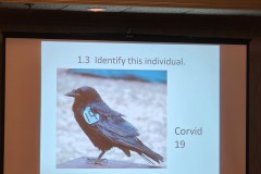 corvid-19